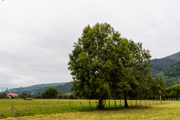Lush green landscape with a tree in the Valley of River Saja, Cantabria, northern Spain.