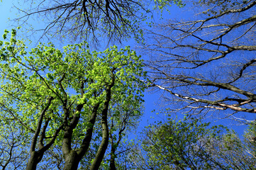 Green crown trees view from below into the sky.
