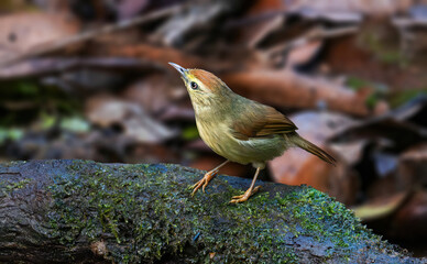 Pin-striped Tit-Babbler, A small yellowish-brown babbler with striped underparts and a rufous forehead and wings.