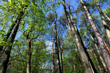 Green crown trees view from below into the sky.