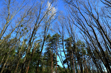 Green crown trees view from below into the sky.
