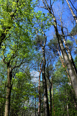 Green crown trees view from below into the sky.