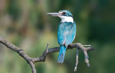 Collared Kingfisher, A mid-sized kingfisher with a variable plumage pattern with greenish-blue crown, white spot above the lores, black mask extending down as a narrow band across the hindneck.