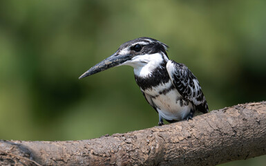 Pied Kingfisher,  A boldly marked black-and-white kingfisher with short, bushy crest and glossy...