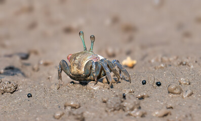 Fiddler Crabs, A small, semi-terrestrial crabs.