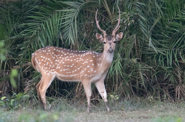 Chital also called as Spotted deer