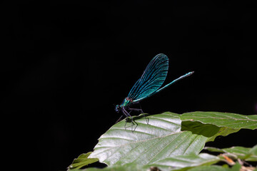 A Striking Blue and Green Dragonfly Perched on a Leaf