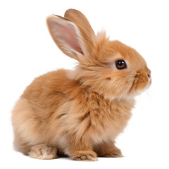 Obraz premium Fluffy white bunny, a cute isolated pet mammal with soft fur and adorable ears