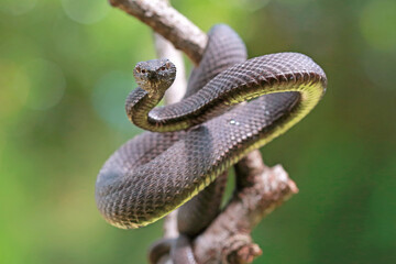 Mangrove pit viper snakes on the branch