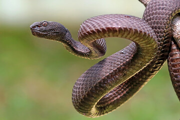 Mangrove pit viper snakes on the branch
