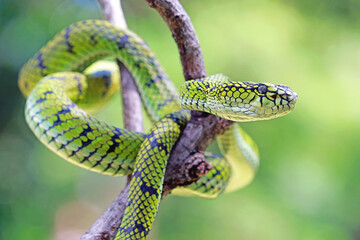 Trimeresurus sumatranus, pt viper snakes on the branch