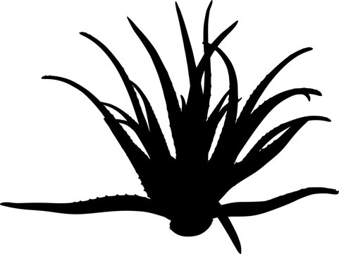 black aloe vera plant silhouette on white clip art preview