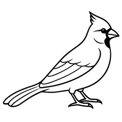 Obraz premium Cardinal Bird Continuous Line Art Vector