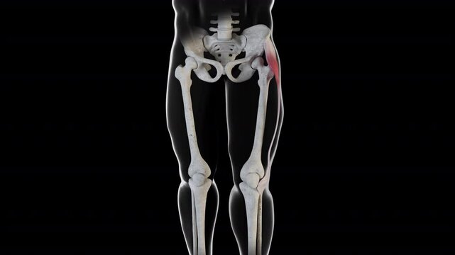 Tensor Fasciae Latae Muscle Movement Front View