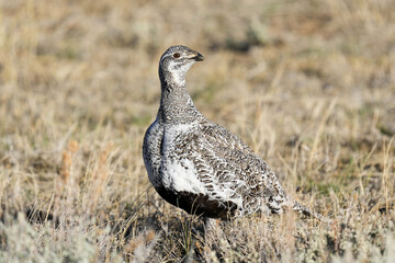 Greater Sage-grouse Hen