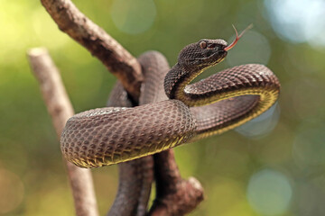 Mangrove pit viper snakes on the branch