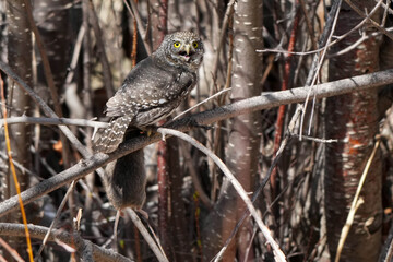 Northern Pygmy Owl - Colorado