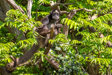 Spider Monkey sitting on tree branch surrounded by green leaves and ivy