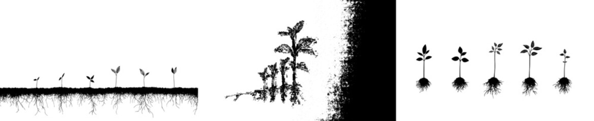 Vector illustration showcasing the growth stages of plants from seeds to mature crops with roots depicted clearly