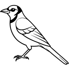 Jay’s Elegant One-Line Vector Art
