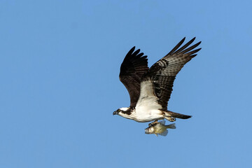 Colorado - Osprey
