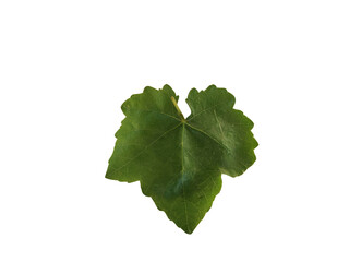 Single Fresh Green Grape Leaf Isolated on White Background – Detailed Veins and Natural Texture Visible