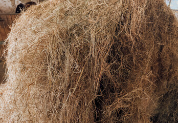 Hay Bale Close Up for Animal Feed and Rural Farm Life with Horses and Livestock