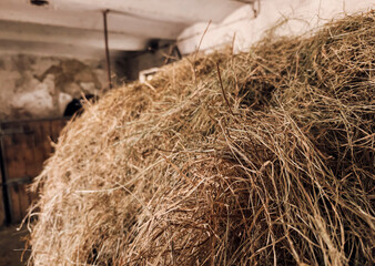 Hay Bale Close Up for Animal Feed and Rural Farm Life with Horses and Livestock
