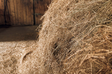 Hay Bale Close Up for Animal Feed and Rural Farm Life with Horses and Livestock