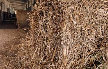 Hay Bale Close Up for Animal Feed and Rural Farm Life with Horses and Livestock