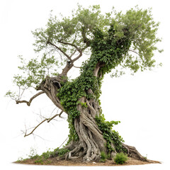 Fototapeta premium Old ivy covered tree isolated on white background nature concept