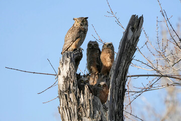 Great Horned Owl Family