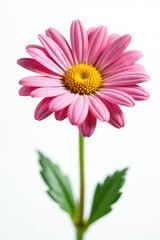 Fototapeta premium The intricate details of a daisy flower are showcased against a plain white background, blooms, flower, simple