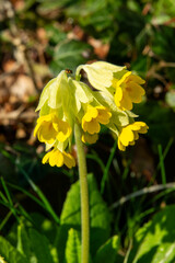 Bright yellow wildflower blooms in a lush green meadow during springtime