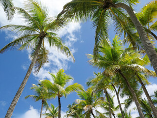 Palm Trees Against a Bright Blue Sky