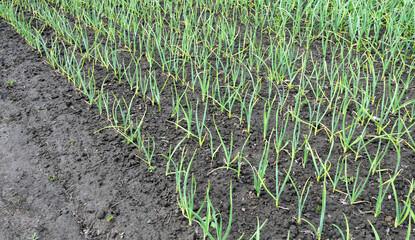 agricultural field - organically cultivated garlic plantation