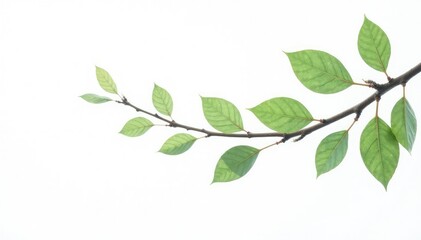 Fototapeta premium Delicate branches with leaves isolated on white background, serene background, branch art