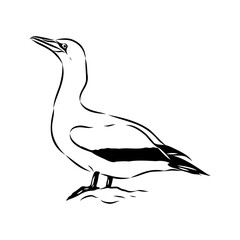 Obraz premium booby. Line drawing. Black and white illustration. Vector.