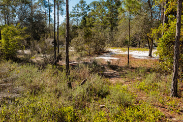 One of the many ecosystems within Gulf State Park, Gulf Shores, Alabama in mid-April, a rather dry, sandy area of the park