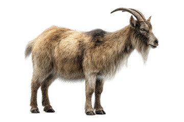 Fototapeta premium Goat standing side profile isolated over png transparent background 