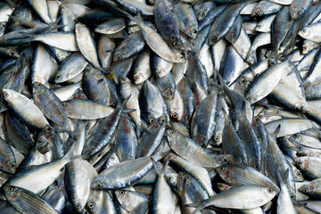 fresh fish from a local market in sri lanka