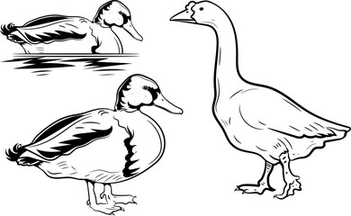 Duck Water & Shore Birds silhouette Black and white drawing editable vector illustration