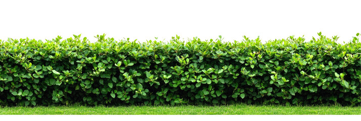 Lush Green Hedge Bordering a Garden Lawn in Bright Natural Light on transparent background