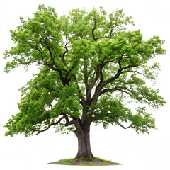 Majestic green tree standing tall isolated on white background natural beauty