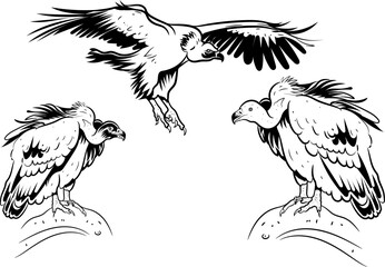 Vulture bird silhouette Black and white drawing editable vector illustration
