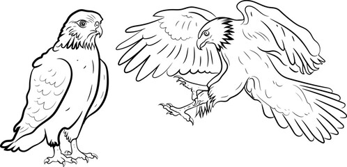 Hawk bird silhouette Black and white drawing editable vector illustration