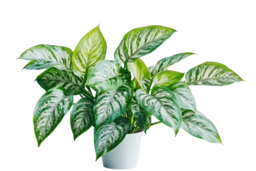 Lush Dieffenbachia Plant in White Pot, Perfect for Indoor Decoration and Air Purification on transparent background