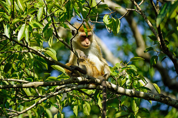 macaque monkey in the tree on a safari in sri lanka