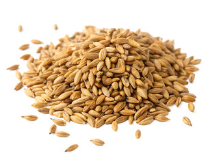 Fototapeta premium Pile of golden barley grains for food and drink production isolated on white background