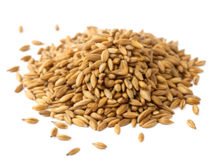 Pile of golden barley grains for food and drink production isolated on white background